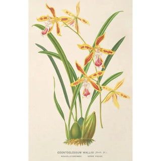 Odontoglossum wallisii - Charles Antoine Lemaire — artwork view
