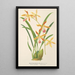 Odontoglossum wallisii - Charles Antoine Lemaire — framed artwork on a wall
