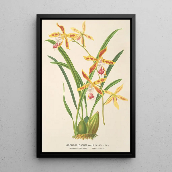 Odontoglossum wallisii - Charles Antoine Lemaire — framed artwork on a wall
