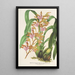 Reproduction of the painting Odontoglossum bictoniense var. splendens - Charles Antoine Lemaire