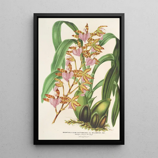 Reproduction of the painting Odontoglossum bictoniense var. splendens - Charles Antoine Lemaire