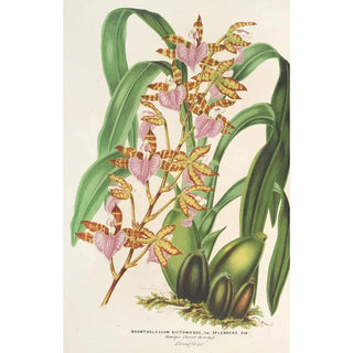 Reproduction of the painting Odontoglossum bictoniense var. splendens - Charles Antoine Lemaire