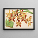 Odontoglossum luteopurpureum var. sceptrum - Charles Antoine Lemaire — framed artwork on a wall