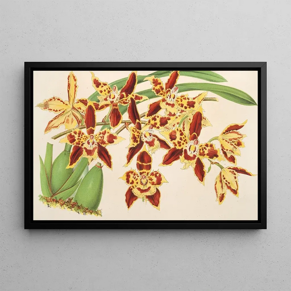 Odontoglossum luteopurpureum var. sceptrum - Charles Antoine Lemaire — framed artwork on a wall