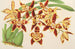 Odontoglossum luteopurpureum var. sceptrum - Charles Antoine Lemaire — artwork view