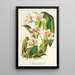 Reproduction of the painting Odontoglossum maxillare - Charles Antoine Lemaire