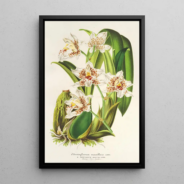 Reproduction of the painting Odontoglossum maxillare - Charles Antoine Lemaire