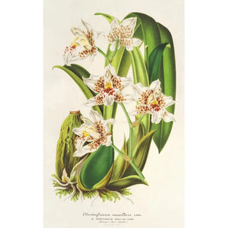 Reproduction of the painting Odontoglossum maxillare - Charles Antoine Lemaire