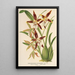 Reproduction of the painting Odontoglossum nevadense - Charles Antoine Lemaire