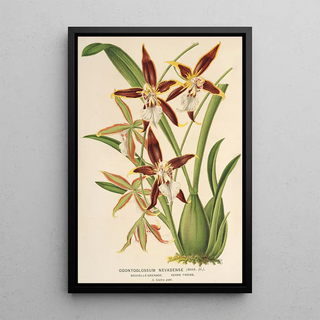 Reproduction of the painting Odontoglossum nevadense - Charles Antoine Lemaire