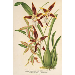 Reproduction of the painting Odontoglossum nevadense - Charles Antoine Lemaire