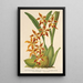Reproduction of the painting Odontoglossum odoratum var. latimaculatum - Charles Antoine Lemaire