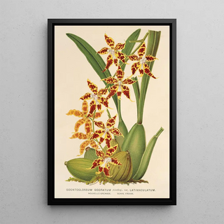 Reproduction of the painting Odontoglossum odoratum var. latimaculatum - Charles Antoine Lemaire