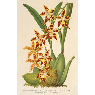 Reproduction of the painting Odontoglossum odoratum var. latimaculatum - Charles Antoine Lemaire