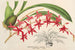 Odontoglossum roseum - Charles Antoine Lemaire — artwork view