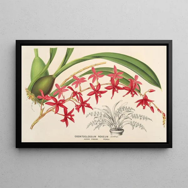 Odontoglossum roseum - Charles Antoine Lemaire — framed artwork on a wall