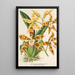 Reproduction of the painting Odontoglossum triumphans - Charles Antoine Lemaire