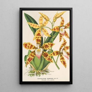 Reproduction of the painting Odontoglossum triumphans - Charles Antoine Lemaire