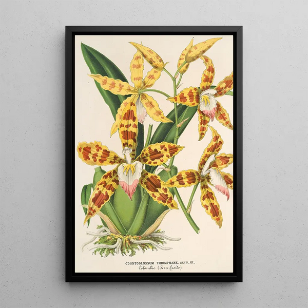 Reproduction of the painting Odontoglossum triumphans - Charles Antoine Lemaire