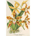 Reproduction of the painting Odontoglossum triumphans - Charles Antoine Lemaire