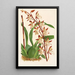 Reproduction of the painting Odontoglossum bictoniense - Charles Antoine Lemaire