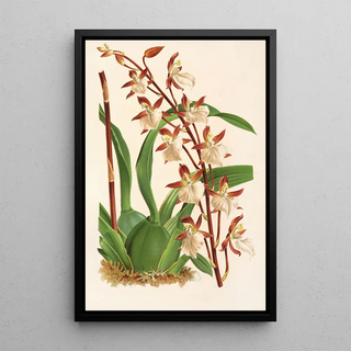 Reproduction of the painting Odontoglossum bictoniense - Charles Antoine Lemaire
