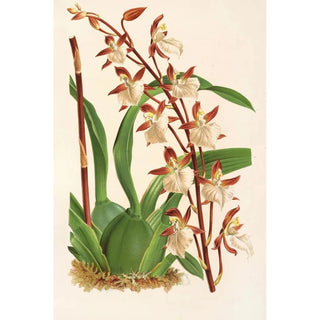 Reproduction of the painting Odontoglossum bictoniense - Charles Antoine Lemaire