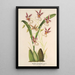 Reproduction of the painting Oncidium phalaenopsis - Charles Antoine Lemaire