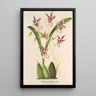 Reproduction of the painting Oncidium phalaenopsis - Charles Antoine Lemaire
