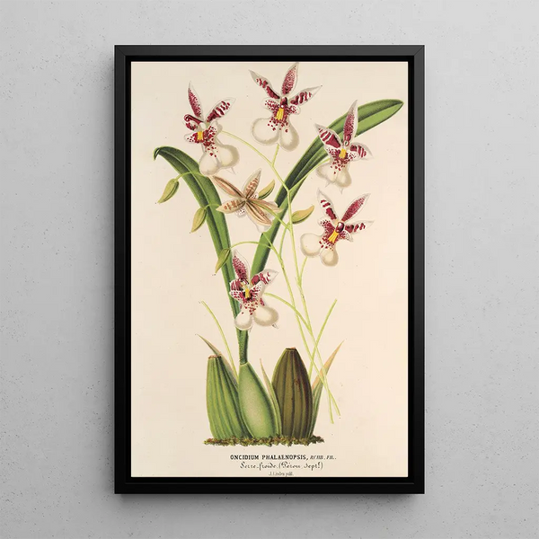 Reproduction of the painting Oncidium phalaenopsis - Charles Antoine Lemaire