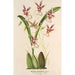 Reproduction of the painting Oncidium phalaenopsis - Charles Antoine Lemaire
