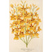 Oncidium aurosum - Charles Antoine Lemaire — artwork view