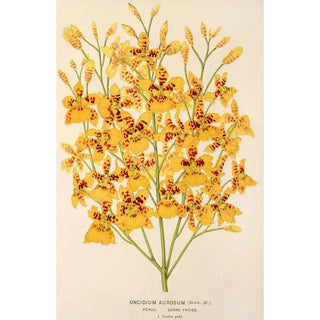Oncidium aurosum - Charles Antoine Lemaire — artwork view