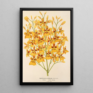 Oncidium aurosum - Charles Antoine Lemaire — framed artwork on a wall