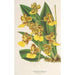 Oncidium bicallosum - Charles Antoine Lemaire — artwork view