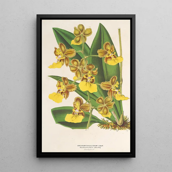 Oncidium bicallosum - Charles Antoine Lemaire — framed artwork on a wall