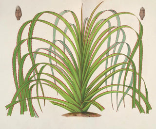 Pandanus mauritianus - Charles Antoine Lemaire — artwork view