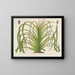 Pandanus mauritianus - Charles Antoine Lemaire — framed artwork on a wall