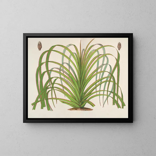 Pandanus mauritianus - Charles Antoine Lemaire — framed artwork on a wall