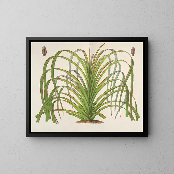 Pandanus mauritianus - Charles Antoine Lemaire — framed artwork on a wall