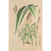 Panicum plicatum fol. niveovittatis - Charles Antoine Lemaire — artwork view