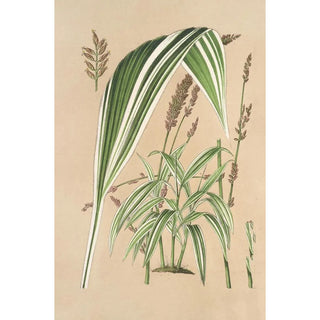 Panicum plicatum fol. niveovittatis - Charles Antoine Lemaire — artwork view