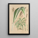 Panicum plicatum fol. niveovittatis - Charles Antoine Lemaire — framed artwork on a wall