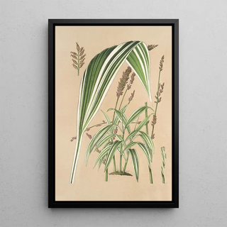 Panicum plicatum fol. niveovittatis - Charles Antoine Lemaire — framed artwork on a wall