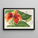 Paritium elatum - Charles Antoine Lemaire — framed artwork on a wall