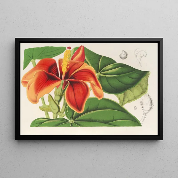 Paritium elatum - Charles Antoine Lemaire — framed artwork on a wall