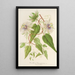 Reproduction of the painting Passiflora baraquiniana - Charles Antoine Lemaire