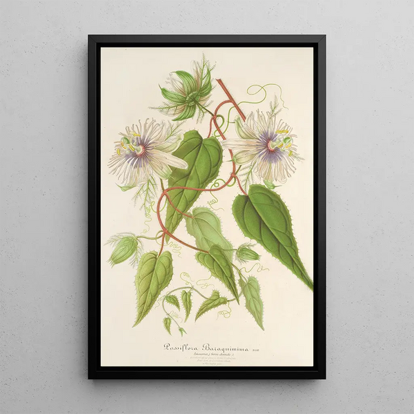 Reproduction of the painting Passiflora baraquiniana - Charles Antoine Lemaire