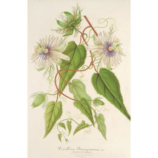 Reproduction of the painting Passiflora baraquiniana - Charles Antoine Lemaire