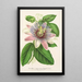 Reproduction of the painting Passiflora impératrice Eugénie hybride - Charles Antoine Lemaire